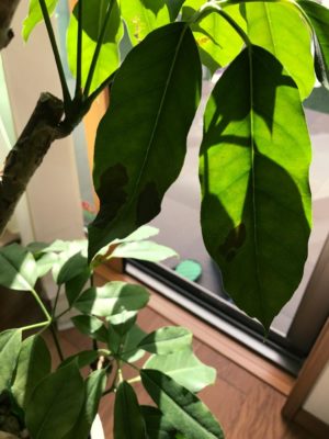 Photo by orikanさん@GreenSnap