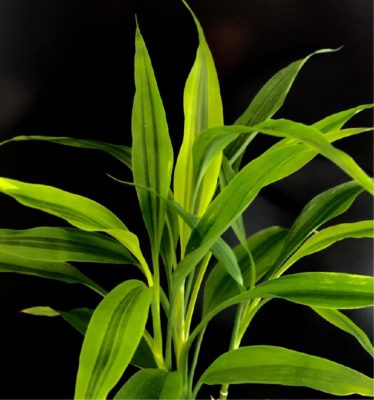 Photo by こけちゃんさん@GreenSnap