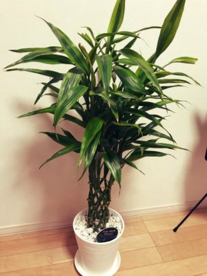 Photo by kouheyさん@GreenSnap