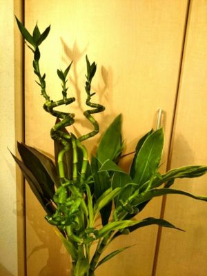 Photo by Riokaさん@GreenSnap