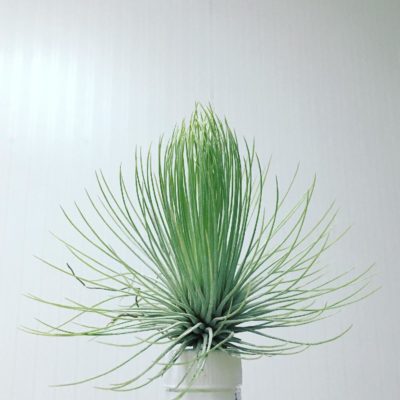 Photo by teddy75さん@GreenSnap