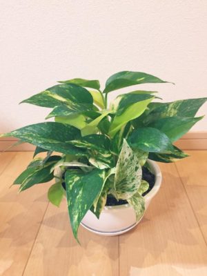 Photo by まゆみさん@GreenSnap