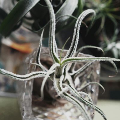 Photo by ぴよだまりさん@GreenSnap 