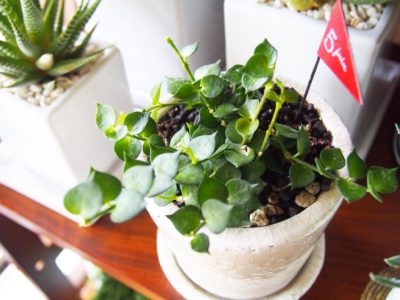 Photo by kayoさん@GreenSnap 