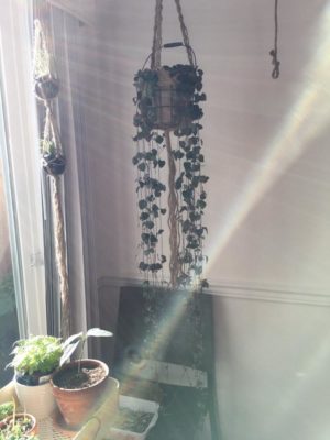 Photo by タラコさん@GreenSnap 