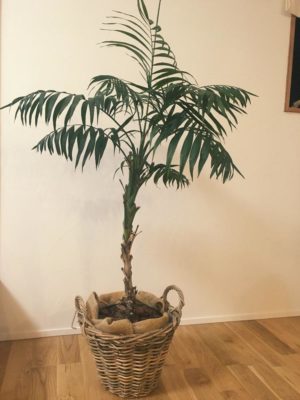 Photo by yuco*さん@GreenSnap