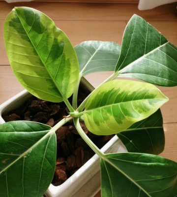 Photo by Naobonさん@GreenSnap