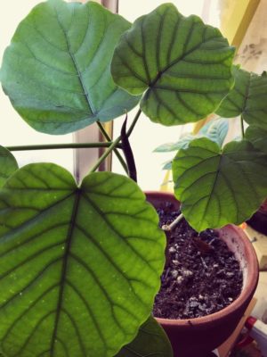 Photo by やっこさん@GreenSnap