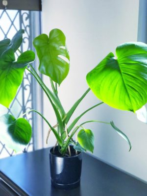 Photo by ito-muneさん@GreenSnap