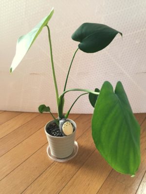 Photo by niko.さん@GreenSnap