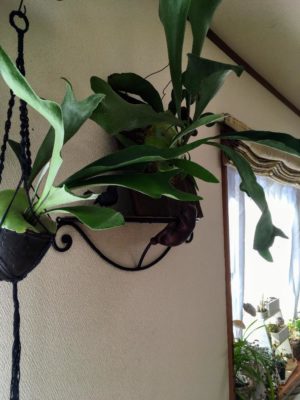 Photo by ベティさん@GreenSnap