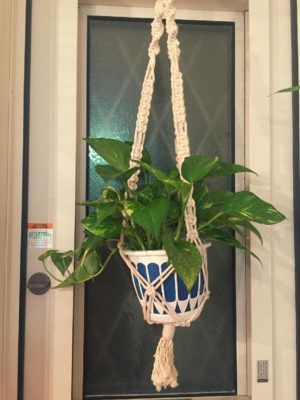 Photo by napoonさん@GreenSnap