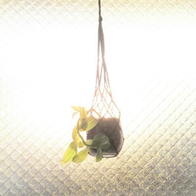 Photo by pieni_sayaさん@GreenSnap