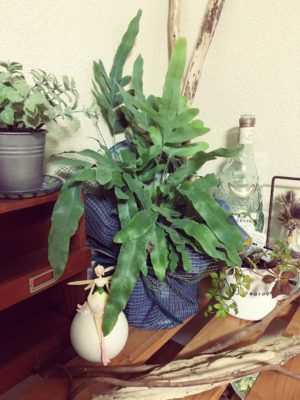 Photo by Hana＊Hanaさん@GreenSnap