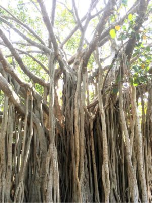 Photo by sussex roadさん@GreenSnap