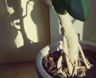 Photo by Naobonさん@GreenSnap