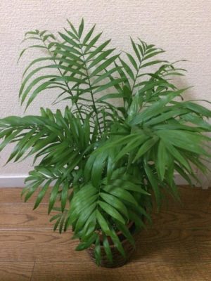 Photo by ぴよさん@GreenSnap