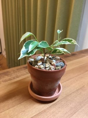 Photo by kariさん@GreenSnap