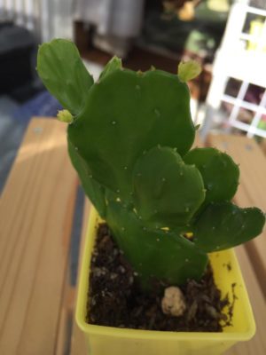 Photo by まなたんさん@GreenSnap