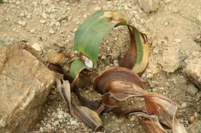 Photo by takeさん@GreenSnap