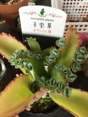 Photo by tokusanさん@GreenSnap