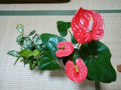 Photo by ひな菊さん@GreenSnap