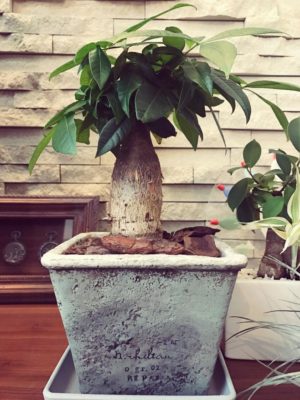 Photo by さくらさん@GreenSnap