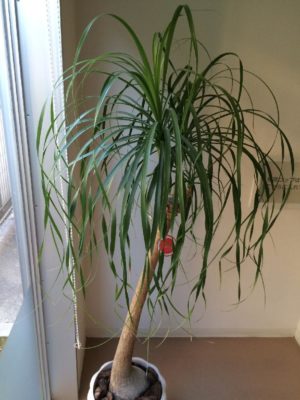 Photo by きんちゃんさん@GreenSnap