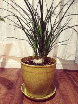 Photo by Mishkaさん@GreenSnap