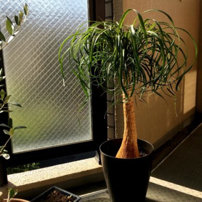 Photo by ペコムさん@GreenSnap