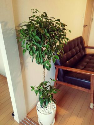 Photo by Gypsyさん@GreenSnap