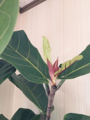 Photo by しぃ｡:°ஐ♡*さん@GreenSnap