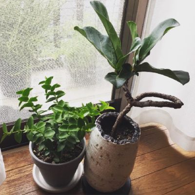 ゴムの仲間!葉が大きな観葉植物・カシワバゴム｜🍀GreenSnap（グリーン
