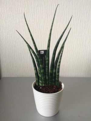 Photo by とろろんさん@GreenSnap