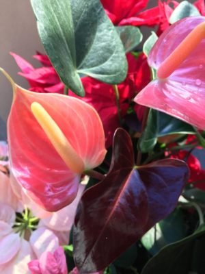 Photo by Rinさん@GreenSnap