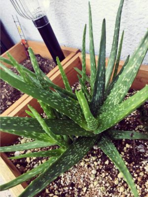 Photo by エメラルドgreenさん@GreenSnap