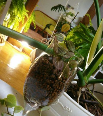 Photo by Oishi Saiko（Gallery編み魔女）さん@GreenSnap