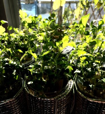 Photo by yuriurioさん@GreenSnap