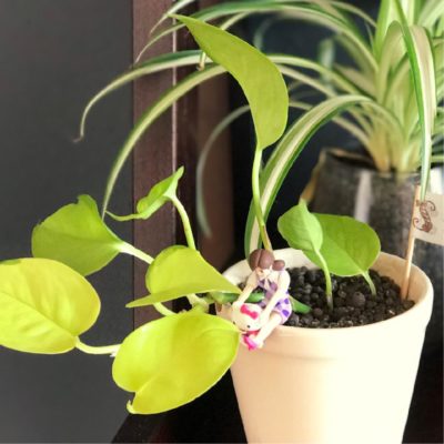 Photo by すずあさん@GreenSnap