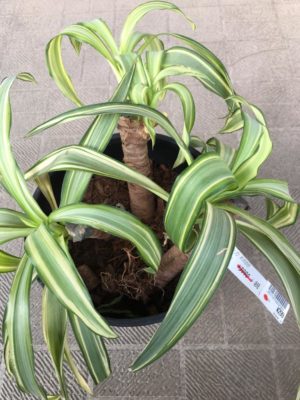 Photo by Amamiさん@GreenSnap