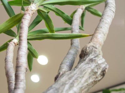 Photo by Kさん@GreenSnap