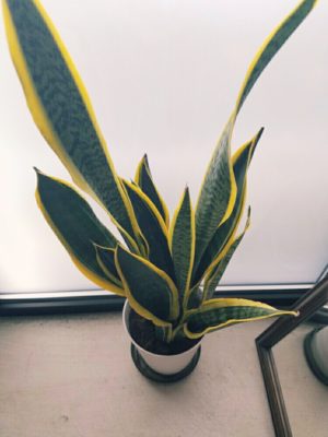 Photo by maroさん@GreenSnap