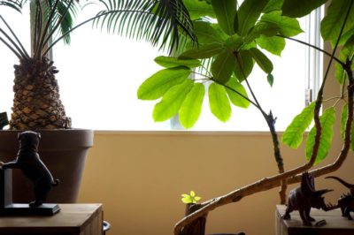 Photo by kemuriradioさん@GreenSnap