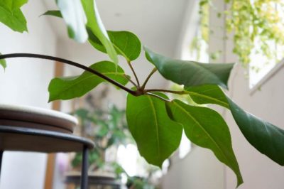 Photo by kemuriradioさん@GreenSnap