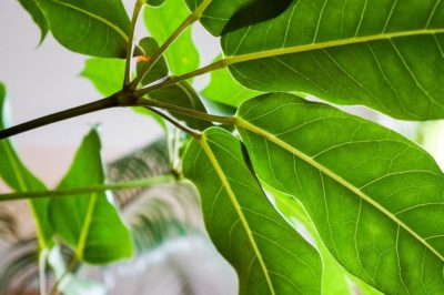 Photo by kemuriradioさん@GreenSnap