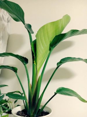 Photo by モンステラさん@GreenSnap