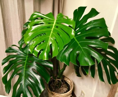 Photo by ikkaさん@GreenSnap