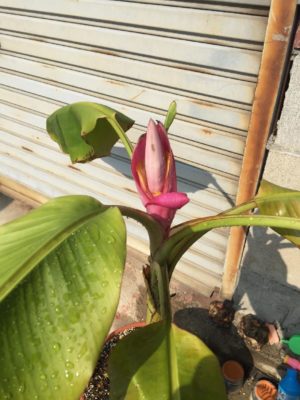 Photo by PuccAさん@GreenSnap