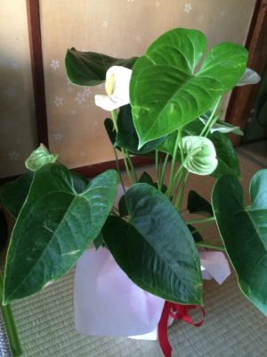 Photo by びびたんさん@GreenSnap 