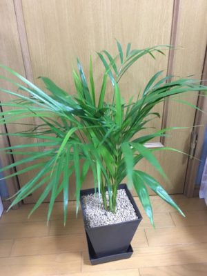 Photo by 成長記録保存用さん@GreenSnap